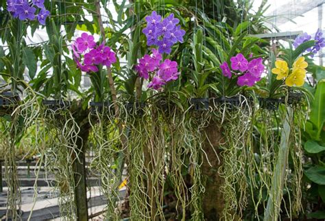 Orchid Roots Complete Care Guide With Pictures Brilliant Orchids