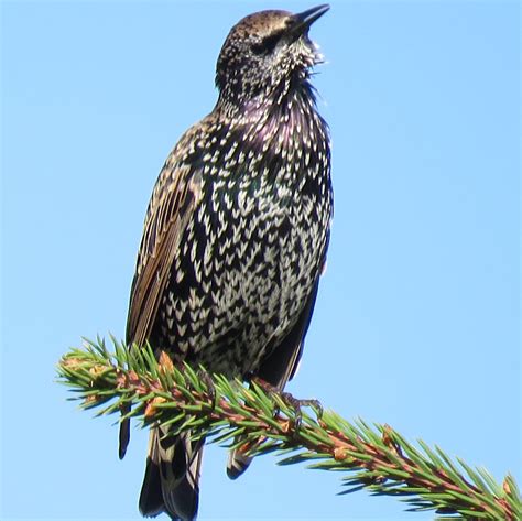 Maybe you would like to learn more about one of these? Vogelkunde. Wer kann diesen Vogel bestimmen? (Garten, Vögel)