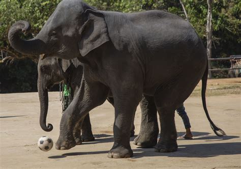 Elephant Kicking Soccer Ball Mae Tang Elephant Park Ch Flickr