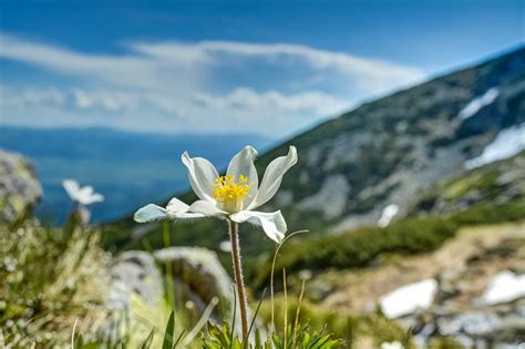 Slovensko síce nemá more, ale má krásnu prírodu s množstvom vodných nádrží, priehrad, termálnych prameňov a jazier, v ktorých sa dá v lete schladiť. Rastliny národného parku - Tatry