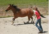 Training Horses Images