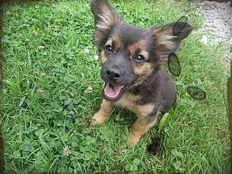 Because a puppy can inherit any combination of traits from their parents, it's important to ask about the other parent breed in the mix. Chihuahua German Shepherd Mix Puppies | Dog and Pony show | Pinterest | German shepherd mix ...