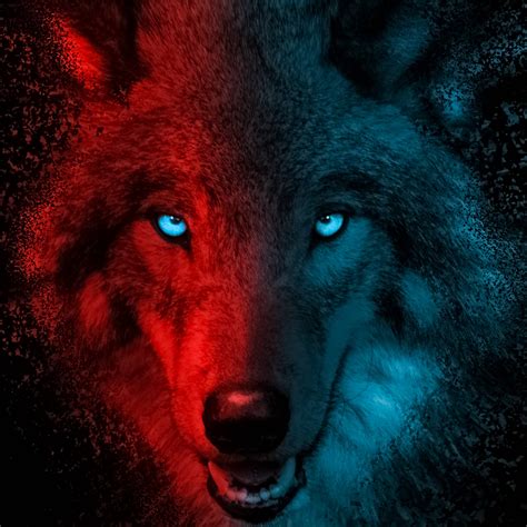 Download Mysterious Arctic Wolf In A Dark Forest Wallpaper