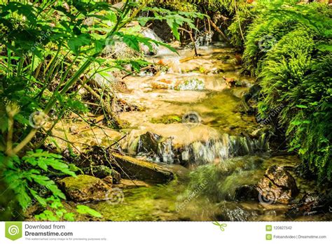 Beautiful Natural Forest Stream Green Nature Background Stock Photo