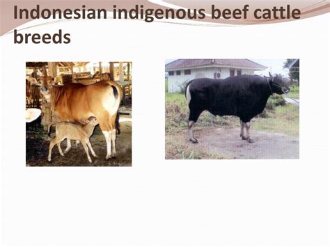 Ppt Beef Cattle Breeds Powerpoint Presentation Free Download Id