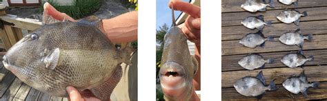 How To Set Up Your Line For Triggerfish In Florida