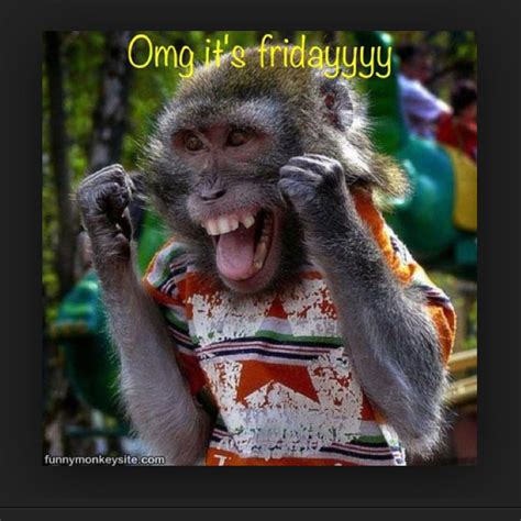 Via Frametastic Friday Funny Pictures T Funny Monkeys Funny
