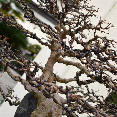 A Visit With A 389 Year Old Bonsai Tree