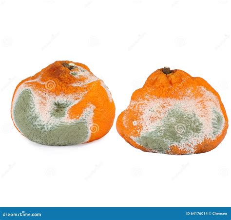 Moldy Rotten Orange Stock Photo Image Of Fungus Orange 64176014