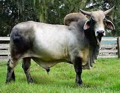 Find great deals on ebay for brahman bull. Brahman X Hereford cross cattle. I just need a bit more ear on them. | Cows | Pinterest ...