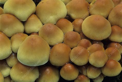 Sulphur Tuft Mushrooms Stock Image B2501221 Science Photo Library