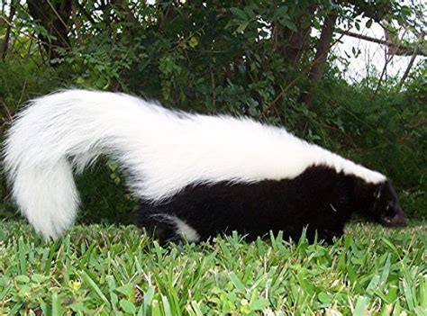 Here on this page you'll find an overview of all littlest pet shop skunk generation 2 pets, with a total of 2 releases. What Is The Best Housing For A Pet Skunk? | Skunk pet ...