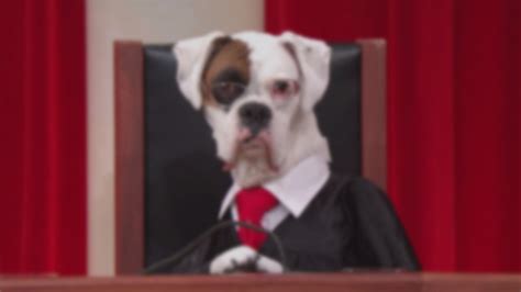 Supreme Court Except Dogs Uncrate