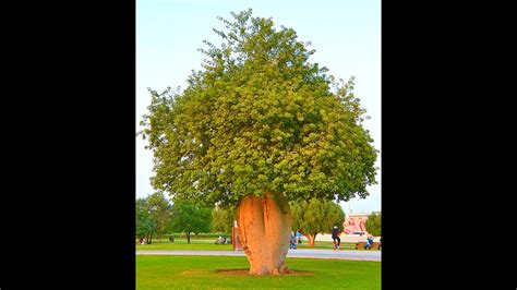 Toborochi Tree Aspire Park Doha Qatar Youtube