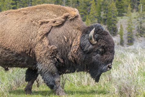 american bison hayden valley yellowstone np wy dave s travelogues