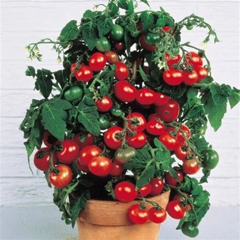 Jual Benih Bibit Tomat Ceri Cherry Red Robin Biji Cherri Sayur Sayuran