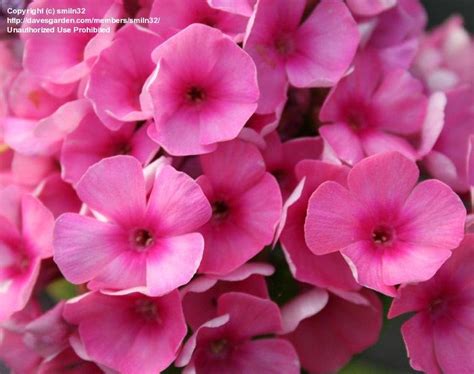 Plantfiles Pictures Garden Phlox Pink Flame Phlox Paniculata 1 By