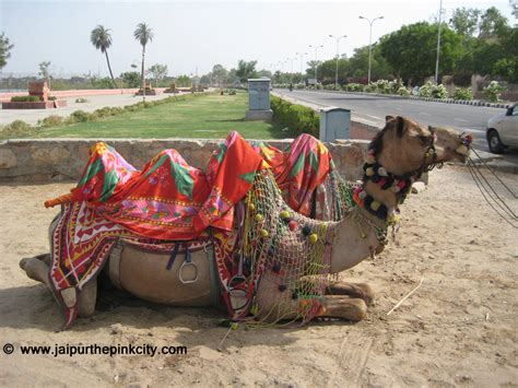 Bikaner gives you a unique experience of camel safari in india. Jaipur, Jaipur Travel Photo, Jaipur Camel Safari Photo ...