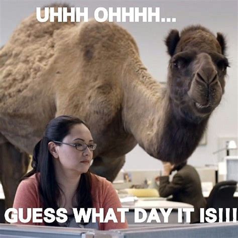 Find the newest camel hump day meme. By far one of the funniest hump day commercials we've ever ...