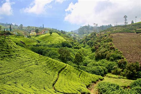 5 Jours Dans Les Montagnes Et Les Plantations De Thé Au Sri Lanka