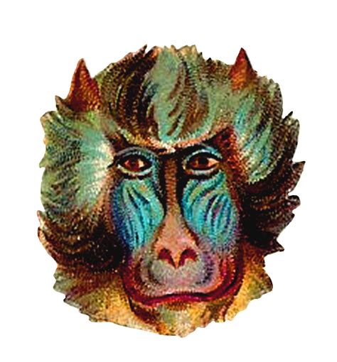 Antique Images Monkey Digital Clip Art Vintage Animal