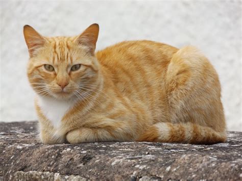 Free Images Fauna Whiskers Vertebrate Tabby Cat European