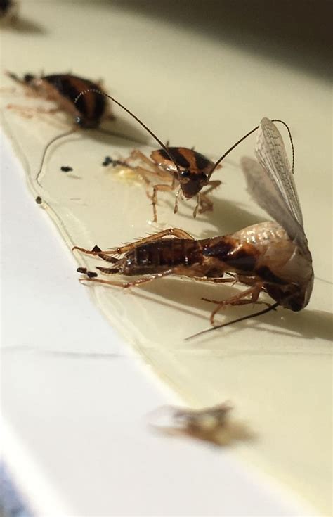 We employee expertly trained pest control technicians to advise you. Pest Control for Cockroaches - Greenville Spartanburg Anderson Columbia Lexington | Cockroach ...