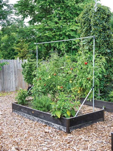 6 Ways To Support Or Train Tomatoes Cages Trellises And More
