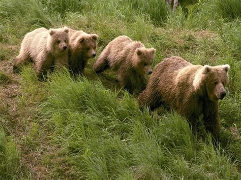 Animals Wildlife Bears Baby Animals Grizzly Bear Brown Bear Bear