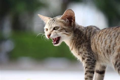 How To Speak Cat Language A Useful Guide Stop Cats Spraying And Cat Speak