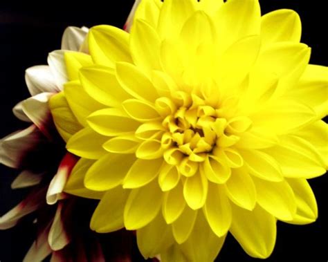 Scientific names are included as part of the caption on the image. Top 30 Beautiful Yellow Flowers Names List With Pictures