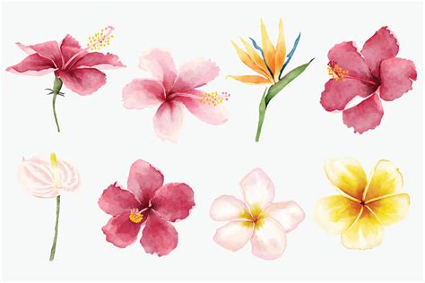 Beautiful Watercolor Tropical Flowers Collection Vector Art At