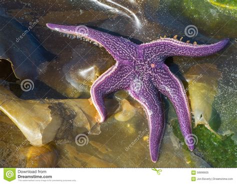 Sun Bathing Purple Sea Star Stock Image Image Of Invertebrate