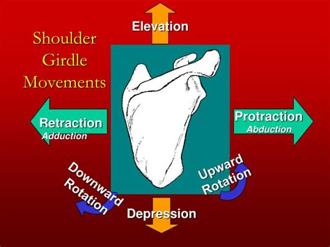 Ppt Chapter 4 The Shoulder Girdle Powerpoint Presentation Free