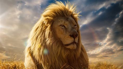 The lion and tiger are as its scientific name suggests, lion is one of the five members of the panthera genus (see notes 1). Lion HD Wallpapers