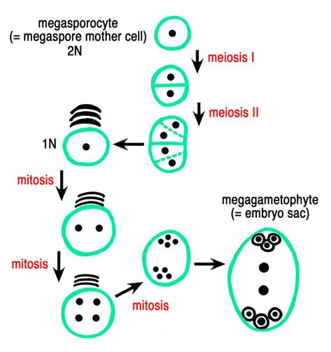 Embryo sac developing from the inner spore of a diad of spores produced by incomplete meiosis (as in the onion, allium). Indian Botanists: What Seduces Megaspore?