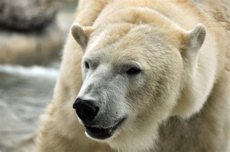 Adult Polar Bear Aneta Tasheva