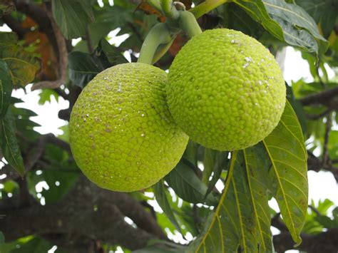 You can order a box of breadfruit from tropical fruit box today breadfruit, ulu also called panapen is a staple food in the pacific islands for over 2000 years. Breadfruit from Fiji, Samoa and Tonga | Have Your Say ...