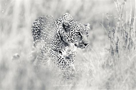 This Wonderful Collection Of Wildlife Photography Uses Black And White