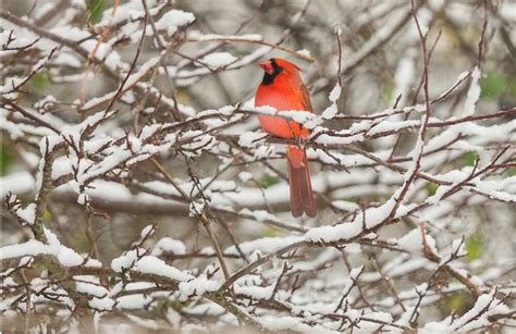How To Help Birds Survive Winter In Our Wildlife Gardens — Ferns And Feathers