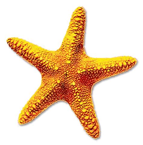 Starfish Clipart Realistic Pictures On Cliparts Pub 2020 🔝