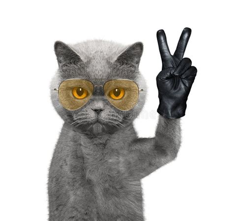 Cat With Middle Finger Svg