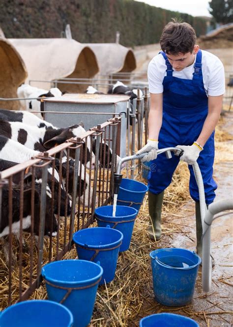 Male Farmer Pouring Water Into Buckets Watering Cows On Farm Stock