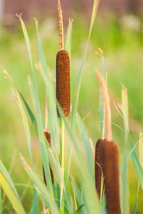 Broadleaf Cattail Common Cattail Great Reedmace Cooper S Reed Stock