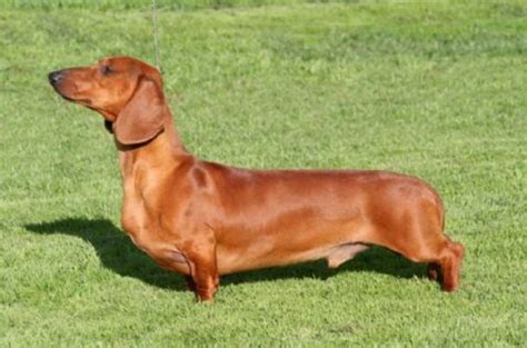 Once again we have got you all the beautiful imported breeds of puppies for dog shows and pet lovers. Top 10 Most Demanded Dog Breeds in India | HubPages