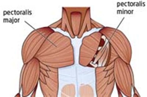Compared with other exercise regimens, chatzopoulos says that pectoral training is easier to track . Pectoralis Major and Pectoralis minor