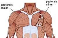 It acts on the shoulder and scapula, with its biggest role being shoulder horizontal adduction. Pectoralis Major and Pectoralis minor