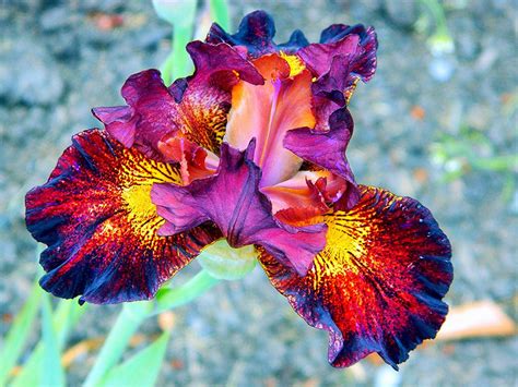 Beautiful Iris Flower Wallpapers Wallpaper Cave