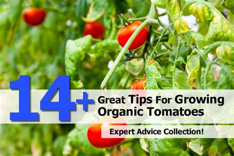 14 Great Tips For Growing Organic Tomatoes