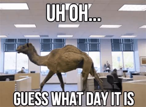 Funny Hump Day Memes To Get You Through The Week Next Luxury